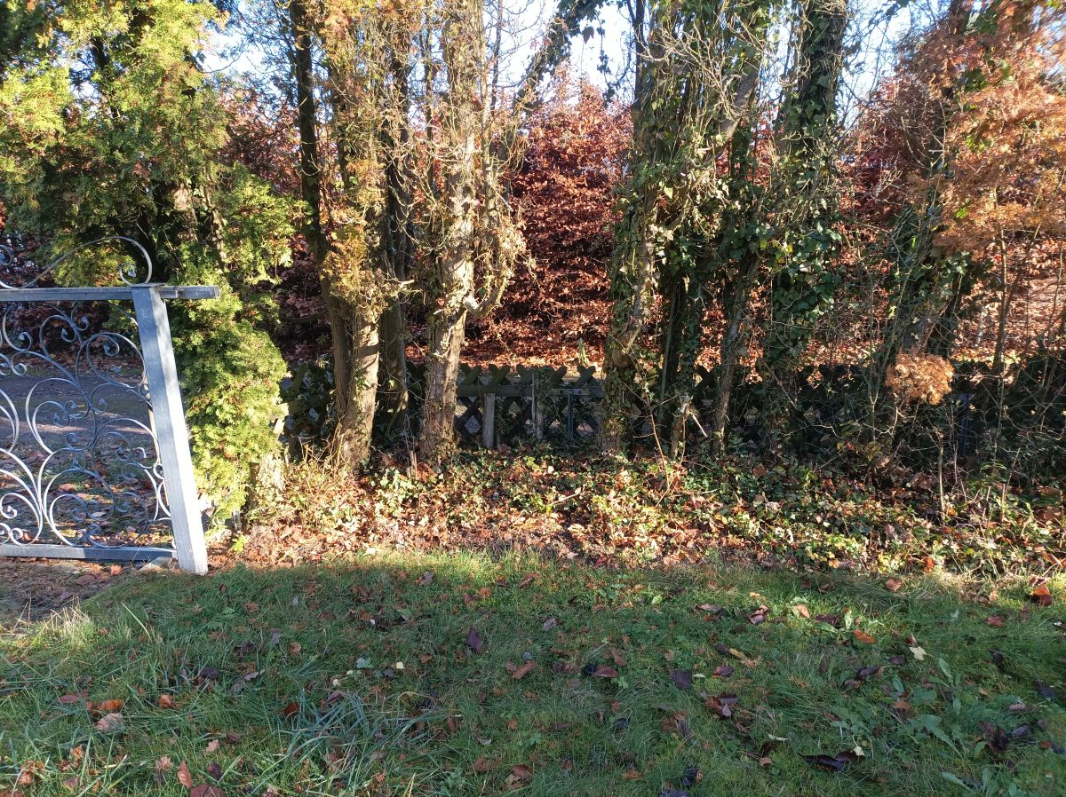 Gartenbereich vor der Pflege